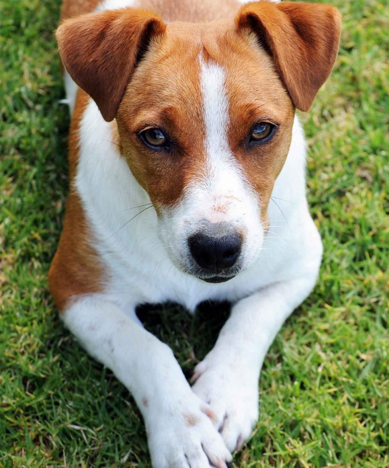 Dog lying in the grass.